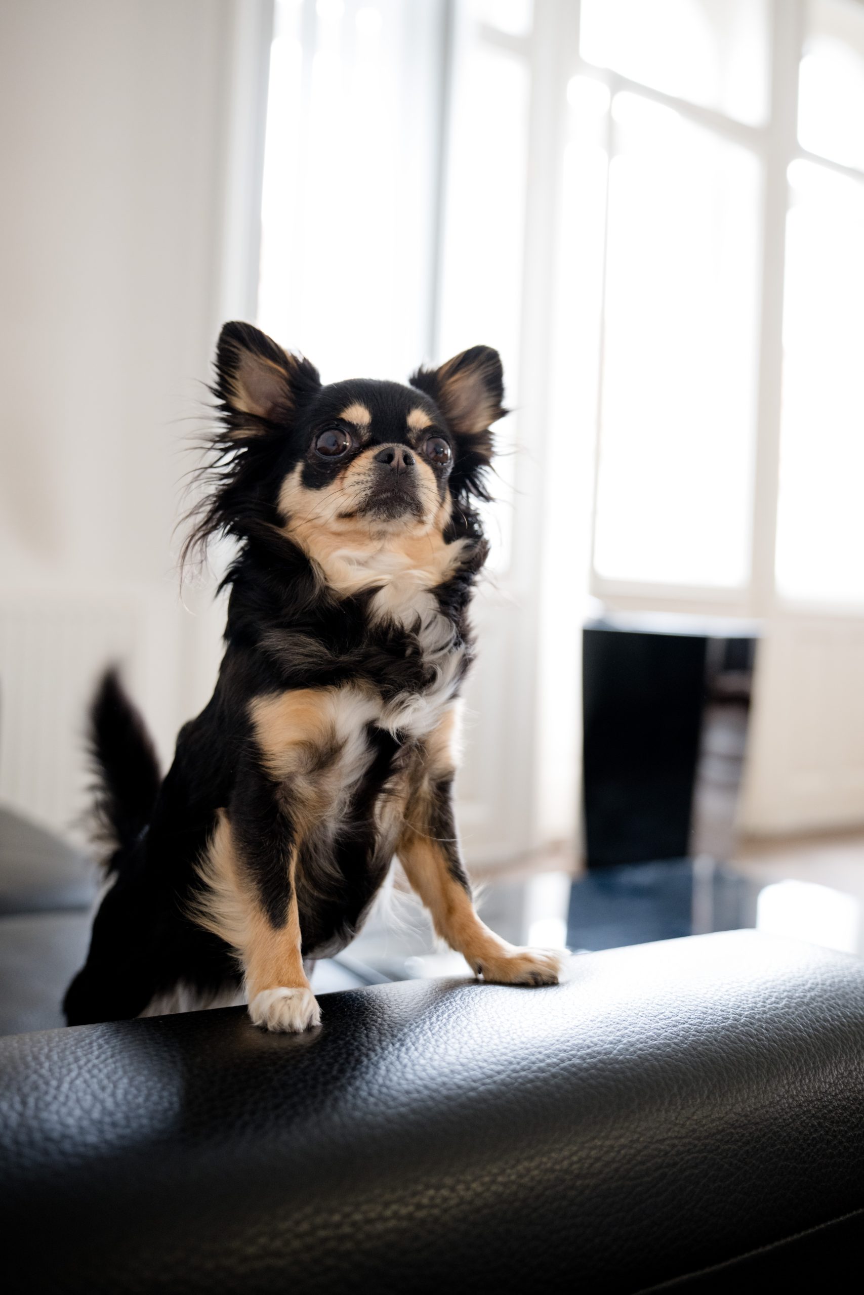 Bürohund Kira
